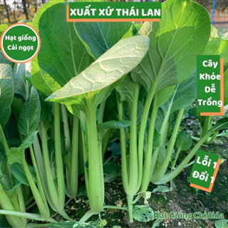 Hạt giống cải ngọt Thái Lan chịu nhiệt giòn ngọt nhiều dinh dưỡng hạt giống rau cải dễ chăm sóc Hạt giống Chidida