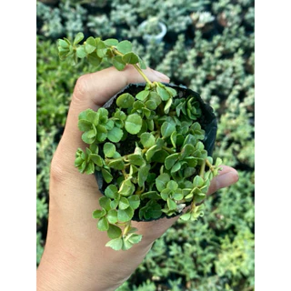 Sen đá Sedum vảy cá size bầu 5cm Hư 1 Đổi 1