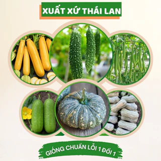 Hạt giống mướp hương khổ qua bầu bí Thái Lan nảy mầm cao sinh trưởng khỏe mướp đắng bầu hồ lô bí đỏ Hạt giống Chidida