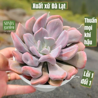 Sen đá cúc hột SONDA GARDEN size trung bình 10cm, cây cảnh trang trí nhà cửa, lỗi 1 đổi 1