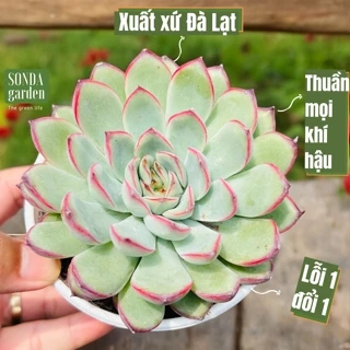 Sen đá viền hồng SONDA GARDEN size trung bình 10cm cây cảnh trang trí nhà cửa, lỗi 1 đổi 1