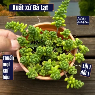 Sen đá sedum kẹo chậu treo Đà Lạt size 10cm cây cảnh trang trí nhà cửa Lolita garden