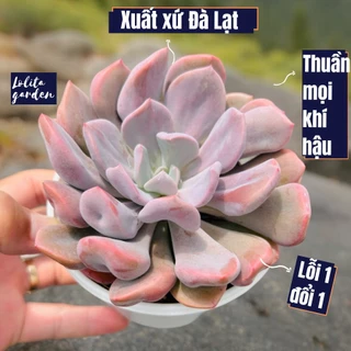 Sen đá cúc hột Đà Lạt size trung bình cây cảnh trang trí nhà cửa Lolita garden