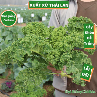 Hạt giống cải kale Thái Lan nhiều dinh dưỡng chịu nhiệt tốt dễ chăm sóc hạt rau cải xoăn trồng quanh năm Hạt giống Chidi