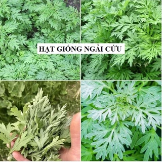 Hạt giống cây ngãi cứu - 1 gói 50 hạt [Seeds]