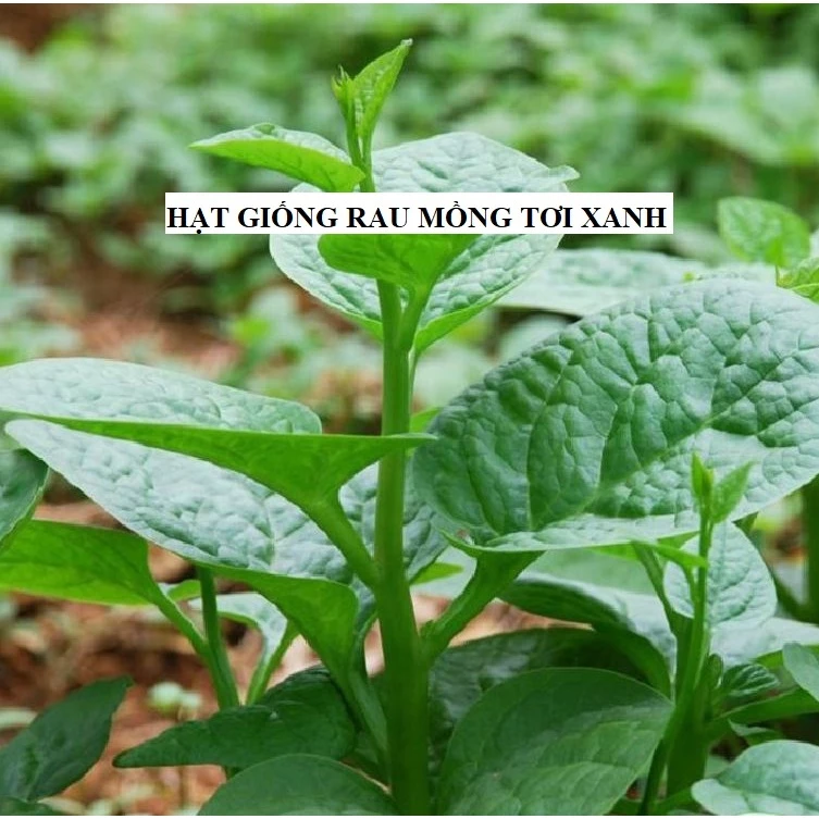 20Gram Hạt giống rau mồng tơi cao sản xanh [Seeds]