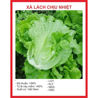 Hạt giống xà lách chịu nhiệt (1500 hạt) - giòn ngọt, dễ trồng, năng suất cao