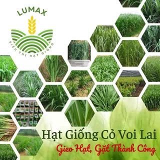 HẠT GIỐNG CỎ VOI LAI - cỏ chăn nuôi gói 100g Cỏ Lai lá mềm không lông, có thể thu hoạch nhiều lần