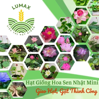 10 Hạt Giống Hoa Sen Nhật Mini Đủ Màu (đã cắt đầu, tặng kèm phân)