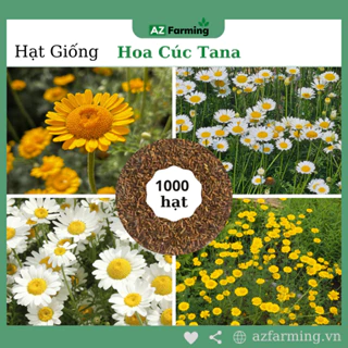 Hạt Giống Hoa Cúc Tana - Gói 1000 Hạt - AZ Farming