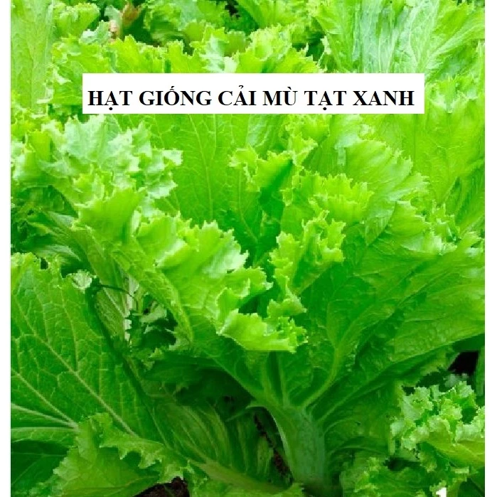 Hạt giống rau cải mù tạt xanh F1 - 5gr [Seeds]