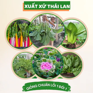 Hạt giống rau cải Thái Lan nảy mầm cao dễ trồng hạt giống rau ăn lá chịu hạn tốt phát triển nhanh Hạt giống Chidida
