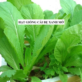 Hạt giống rau cải mỡ xanh F1 ( 20Gram/gói )[Seeds]