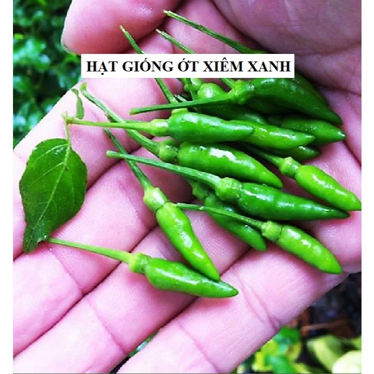 Hạt giống ỚT XIÊM xanh  30 HẠT [Seeds]