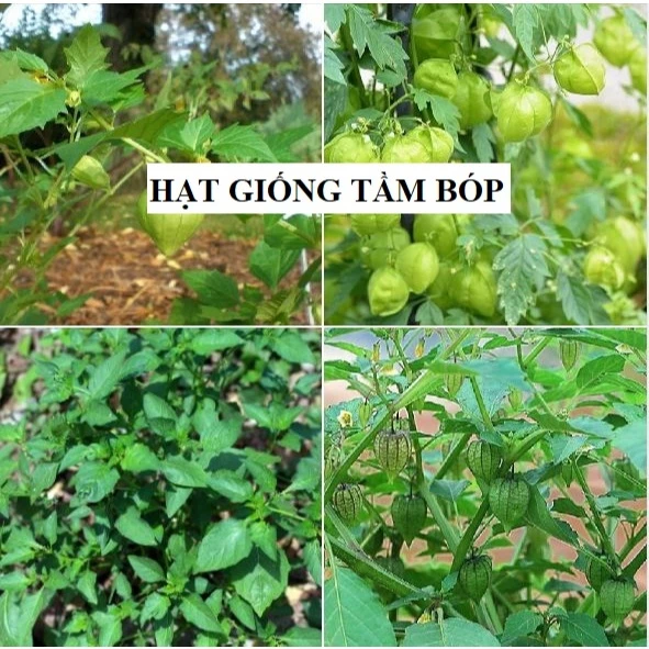 Hạt Giống Cây Tầm Bóp Ăn Lá - 0.2gram.gói [Seeds]