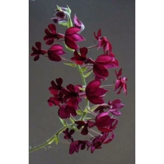 Cây Củ giống địa lan BẦU RƯỢU ( Đỏ - Hồng) hoa nở tết