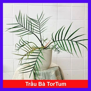 Cây Trầu Bà ToTum - Philodendron Tortum - cây cảnh đẹp trang trí nhà cửa