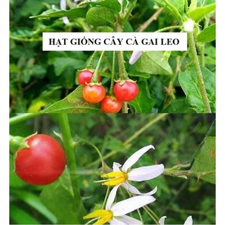 Hạt giống cây cà gai leo -CÂY DƯỢC LIỆU - 50 hạt/gói [Seeds]