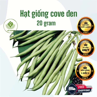 Hạt Giống Đậu COVE Leo Hạt Đen - gói 20Gr