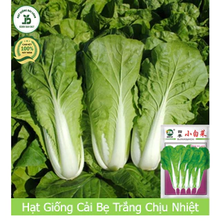 Hạt giống cải bẹ trắng chị nhiệt