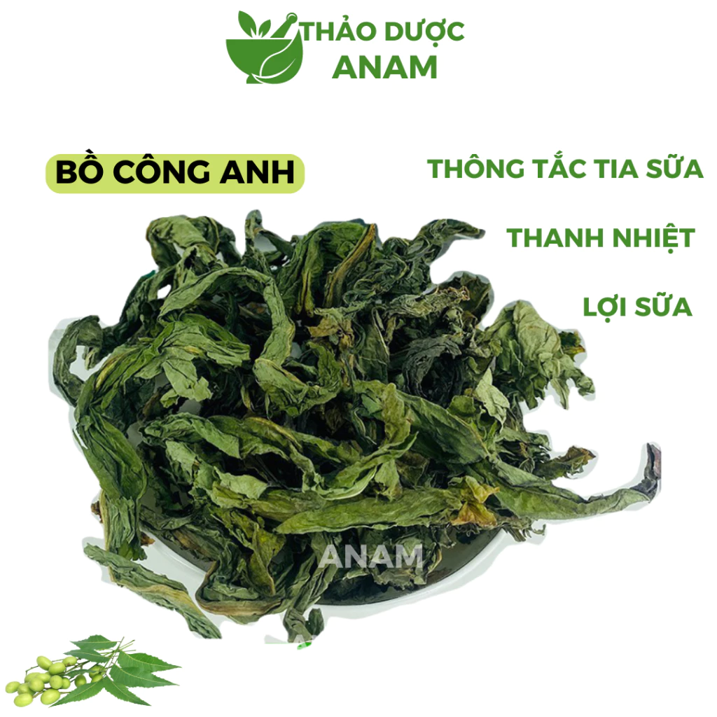 Lá cây bồ công anh khô Thông tắc tia sữa xanh thơm sạch thanh nhiệt giải độc lợi sữa BCA Thảo dược Anam