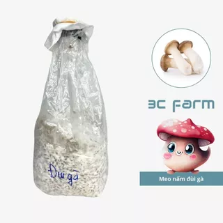 Meo giống nấm đùi gà (600gr) hàng có sẵn chất lượng - 3C FARM