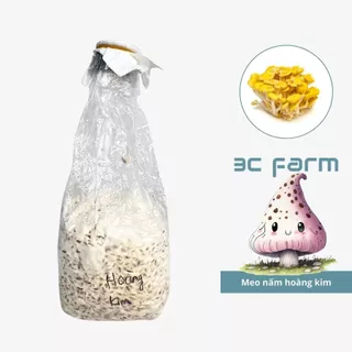 Meo giống nấm hoàng kim, bào ngư vàng(600gr) hàng có sẵn chất lượng - 3C FARM