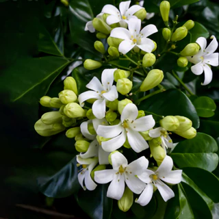 Lài cam| Orange Jasmine| Cây có hoa