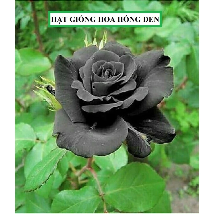 Hạt giống hoa hồng đen - Túi 10 Hạt [Seeds]