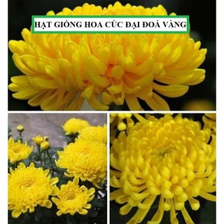 Hạt giống hoa Cúc đại đoá hoa vàng - Túi 50 hạt [Seeds]