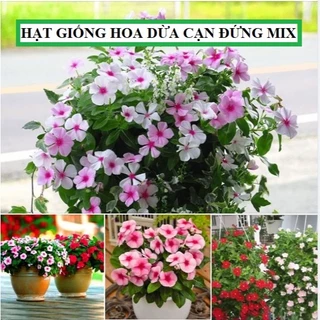 Hạt Giống Hoa Dừa Cạn Đứng Nhiều Màu - Túi 50 hạt [Seeds]