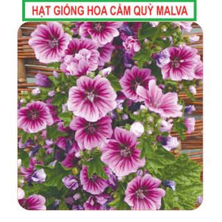 Hạt Giống Hoa Cẩm Quỳ Nhiều Màu  - Gói 50 hạt [Seeds]