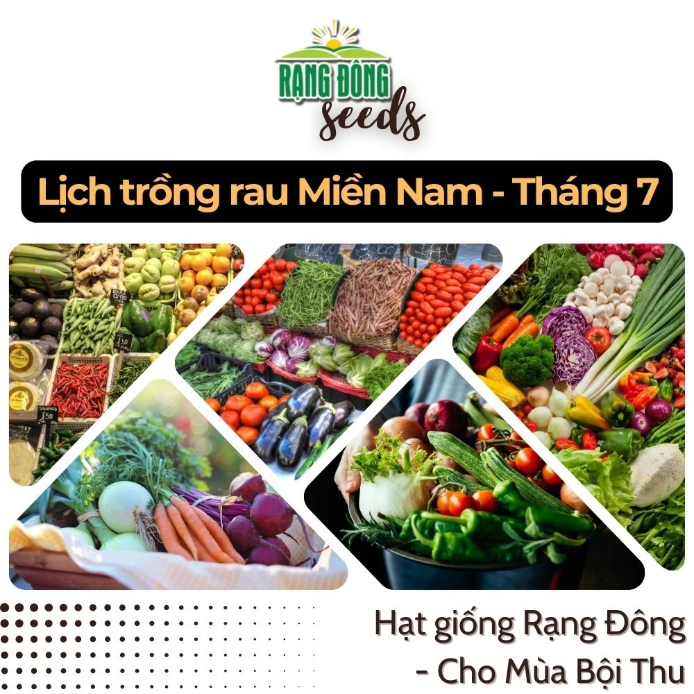 Hạt giống Rau Củ Quả trồng theo mùa vào THÁNG 7 ở MIỀN NAM - Rạng Đông Seeds