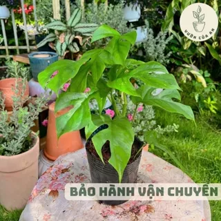 Cây Monstera Mini (nhiều kích thước) cây kiểng lá trồng trong nhà trang trí nhà cửa Vườn Của An