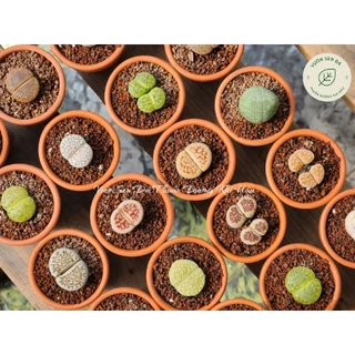 Sen Đá Thạch Lan ( Sen Mông/Lithops ) Size Cây 2-2.5cm Vườn Trồng Sẵn Thuần xứ nóng Trong Chậu 5cm Giá bao gồm cả chậu