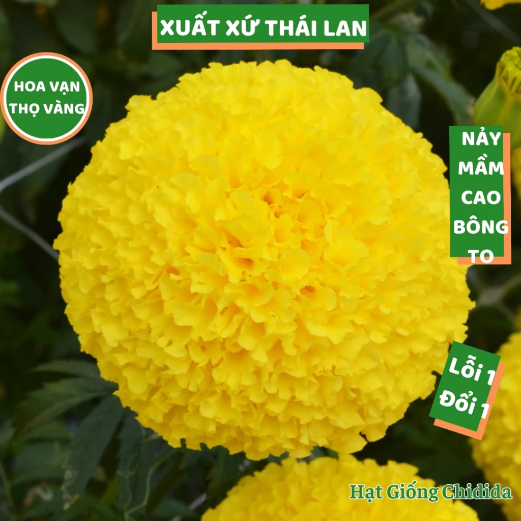 Hạt giống hoa vạn thọ vàng Thái Lan bông to 8 đến 10cm hoa trồng tết cúc vạn thọ chuẩn F1 nảy mầm cao Hạt giống Chidida