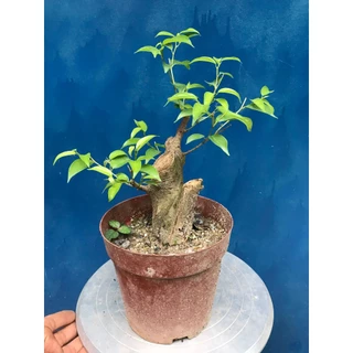 cây sanh mini bonsai giá cực rẻ