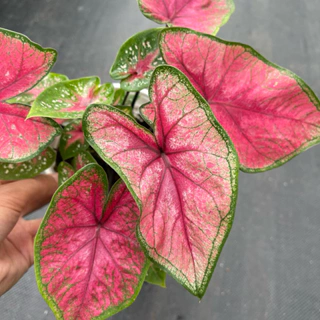 Chậu Môn kiểng: Caladium Radiance