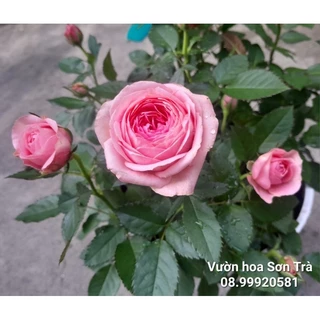 (VHST giao TP.HCM trong ngày) CÂY HỒNG HÀ LAN hồng, cánh lụa.