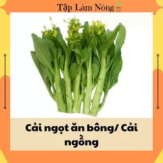 20g Hạt giống các loại giống rau ăn lá  dễ trồng trọt mùa vụ quanh năm trồng tại nhà