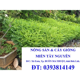 CÂY GIỐNG HOA HÒE [ Cây Hòe trồng làm dược liệu ]