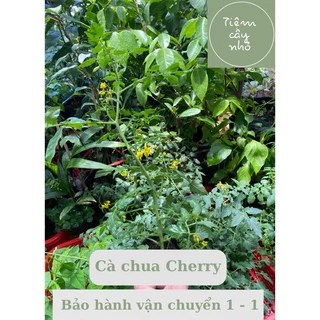 Combo 3 cây giống Cà chua: Cà chua cherry vàng - Cà chua Socola - Cà chua quả to - Bầu rễ ổn định - Nhanh thu hoạch