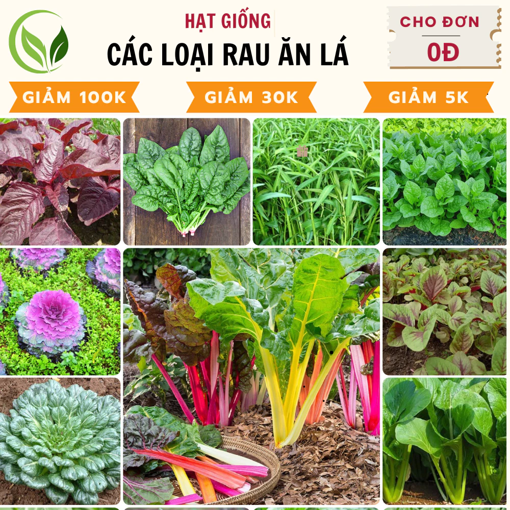 Hạt Giống Rau Ăn Lá Trồng Mùa Hè - Chất Lượng Đảm Bảo, Tỷ Lệ Nảy Mầm Cao