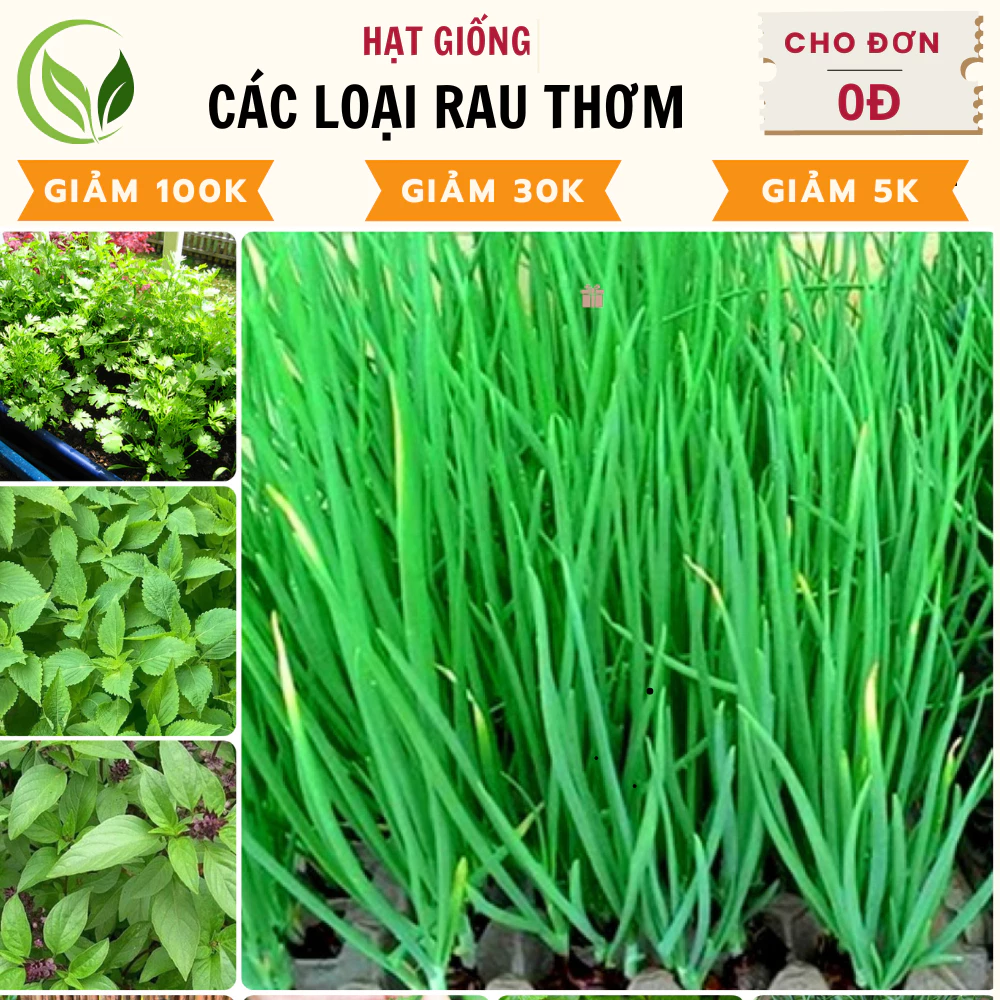 Hạt giống Rau Thơm, Rau Gia Vị dễ trồng, dễ chăm sóc, trồng quanh năm