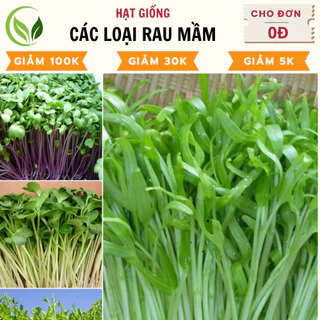 Hạt Giống Rau Mầm - Dễ Trồng, An Toàn Cho Sức Khỏe