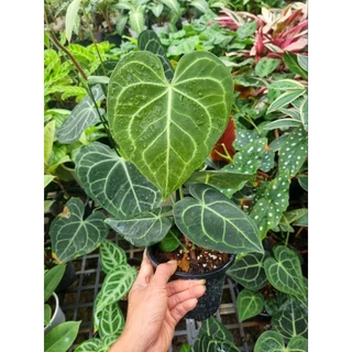 Chậu cây Anthurium clarinervium