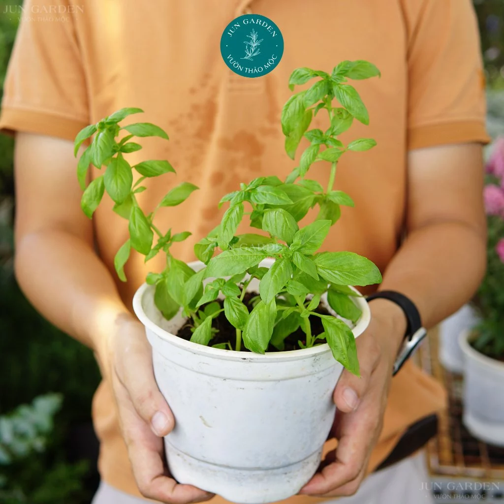 Cây Basil Húng Tây làm gia vị JUN GARDEN