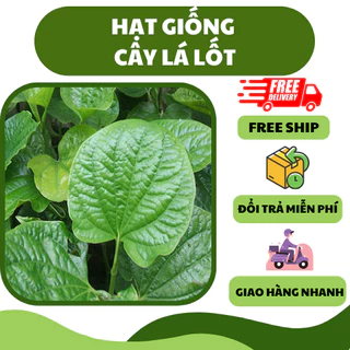 Hạt giống cây lá lốt (10 hạt) - thơm ngon, dễ trồng, cho năng suất cao