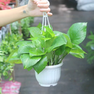 Chậu cây trầu bà thái | Neon Pothos chậu treo nhựa dễ chăm sóc