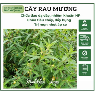 1Kg Cây Rau Mương, Cây Rau Máng Mương khô nhà phơi sạch sẽ, thơm uống giảm HP dạ dày